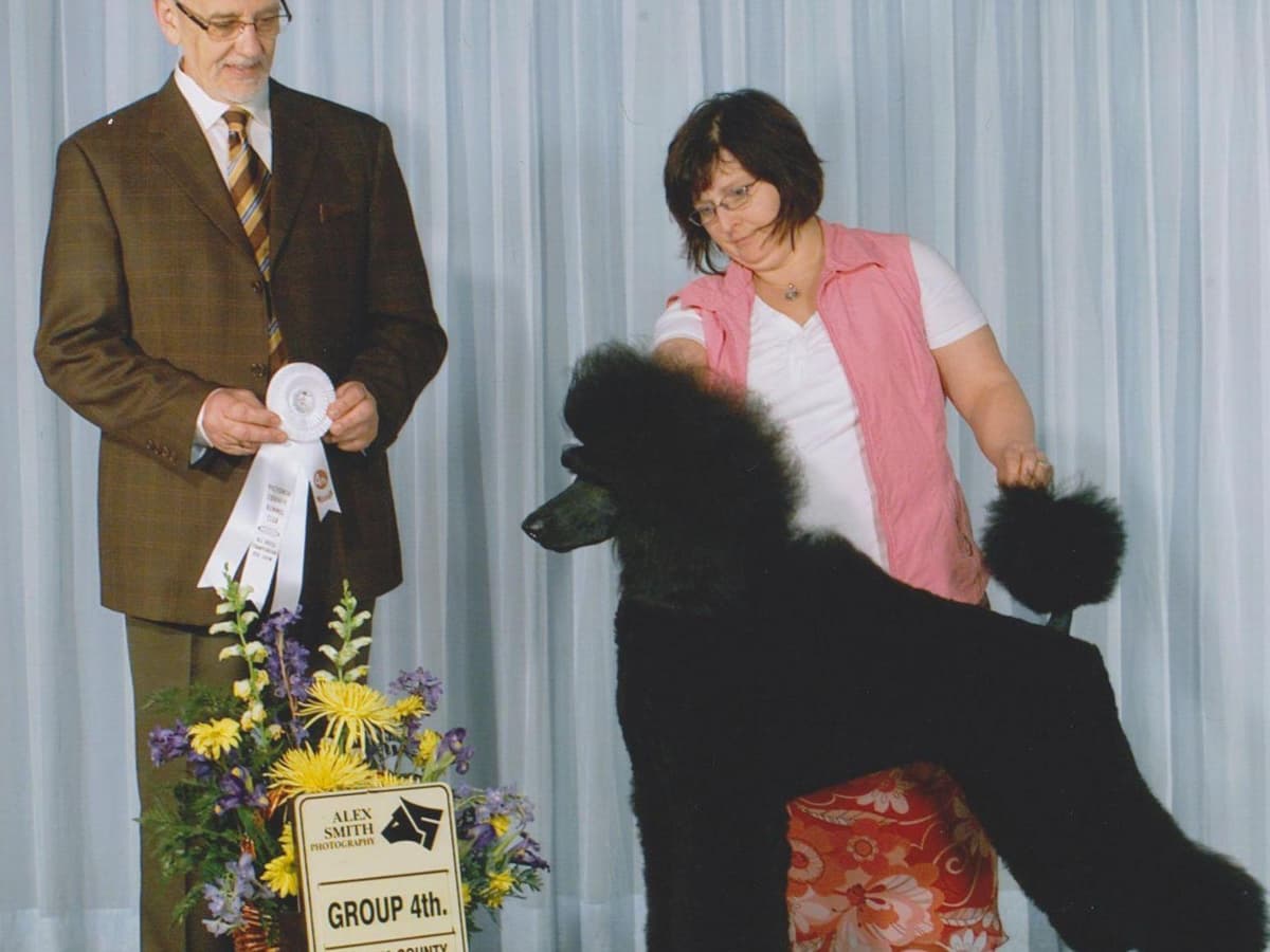 Poodle Puppies breeder image 2