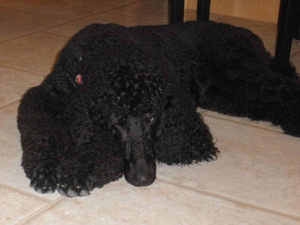 Poodle Puppies breeder image 5