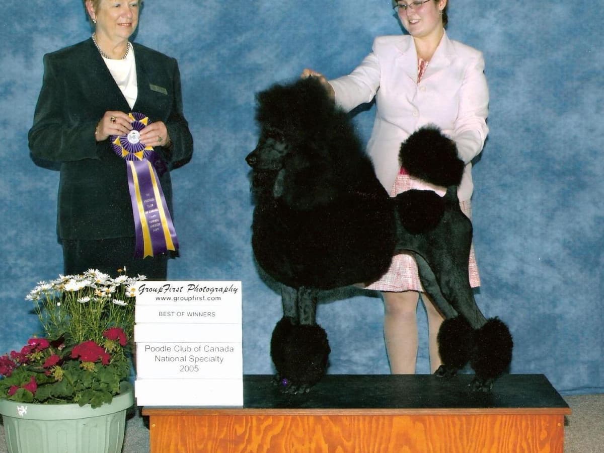 Poodle Puppies breeder image 6