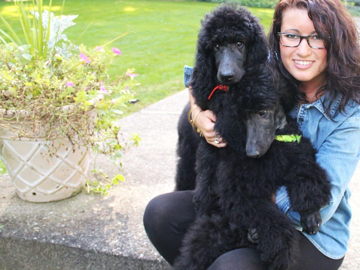 Poodle Puppies breeder image 7