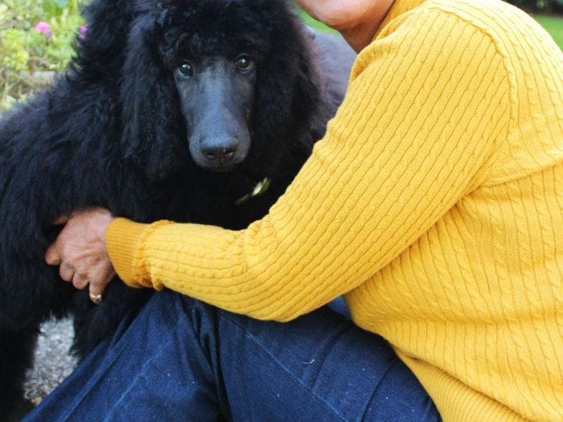 Poodle Puppies breeder image 8