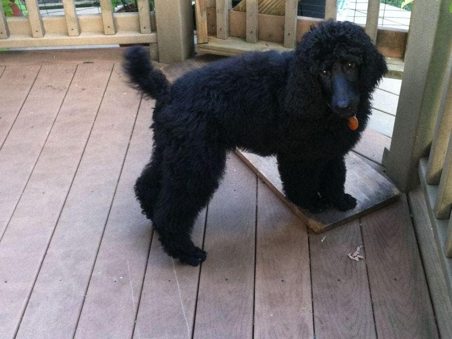 Poodle Puppies breeder image 9