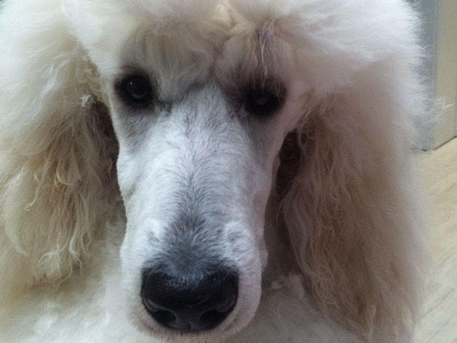 Poodle Puppies breeder image 10