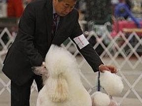Poodle Puppies breeder image 12