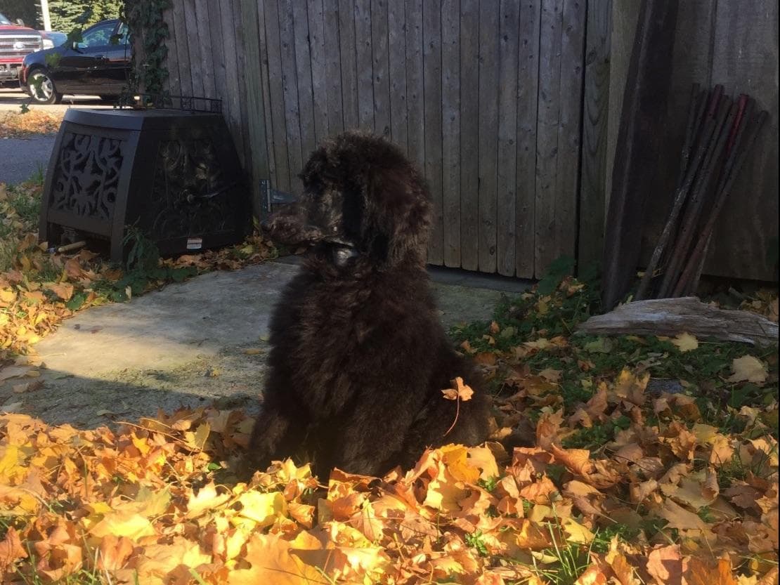 Poodle Puppies breeder image 14