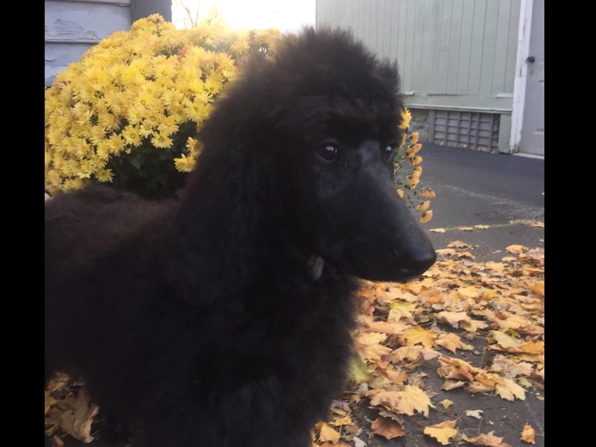 Poodle Puppies breeder image 15