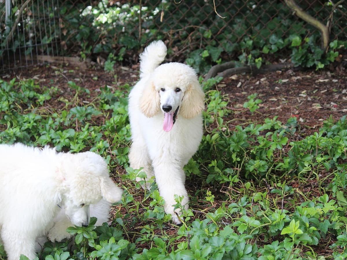 Poodle Puppies breeder image 17