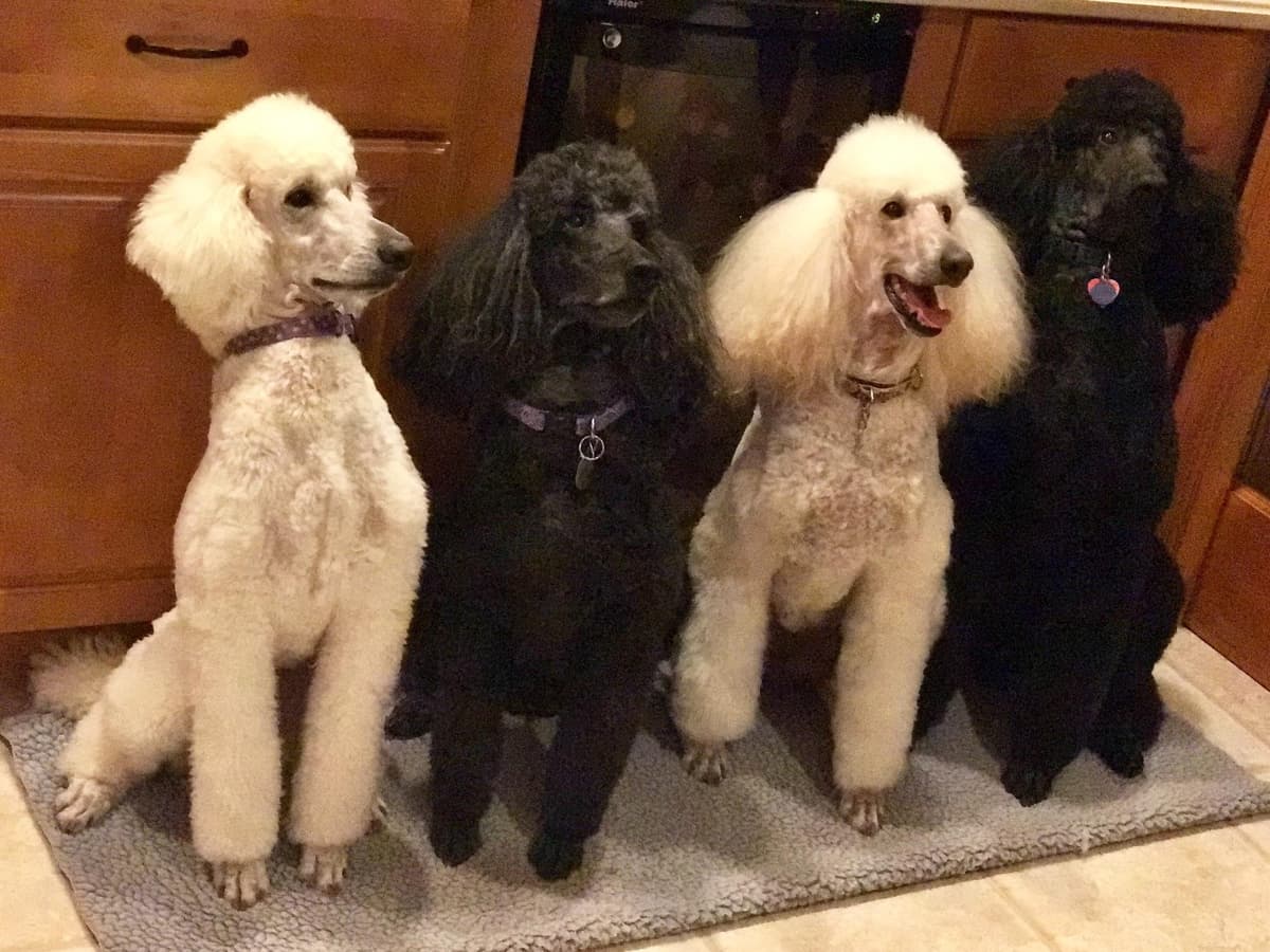 Poodle Puppies breeder image 18