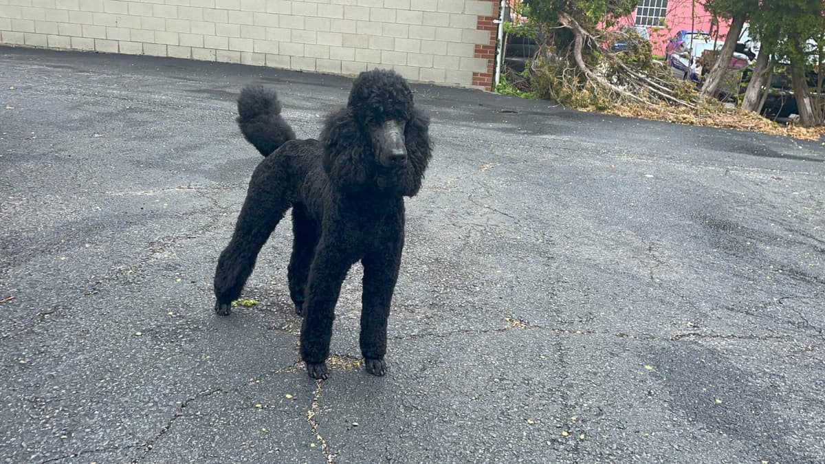 Poodle Puppies breeder image 21
