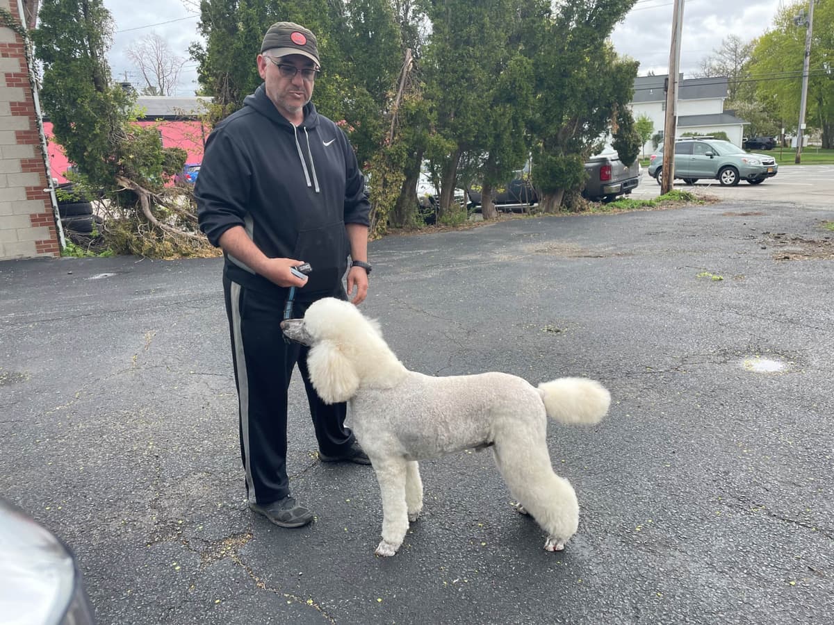 Poodle Puppies breeder image 22