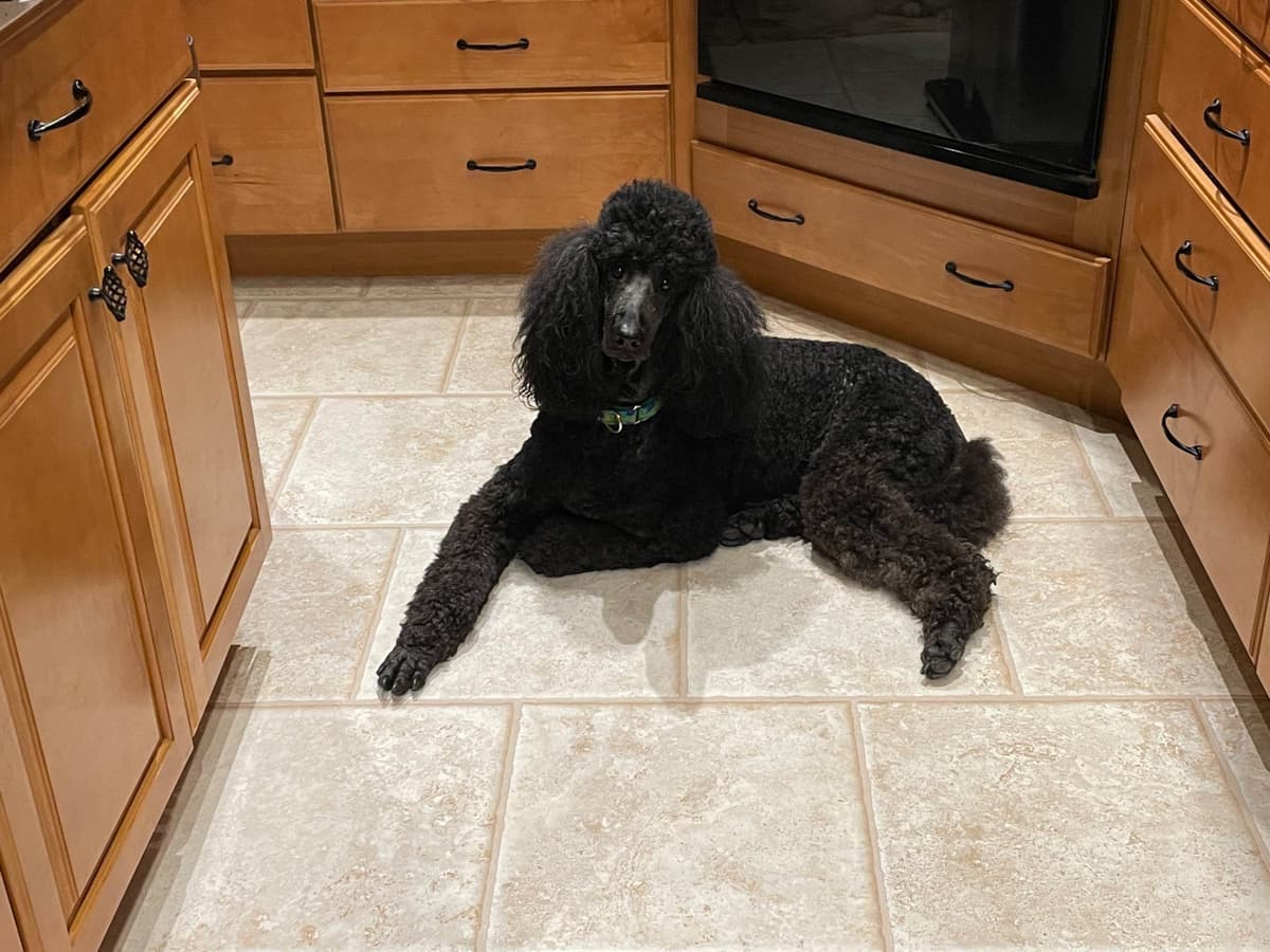 Poodle Puppies breeder image 23