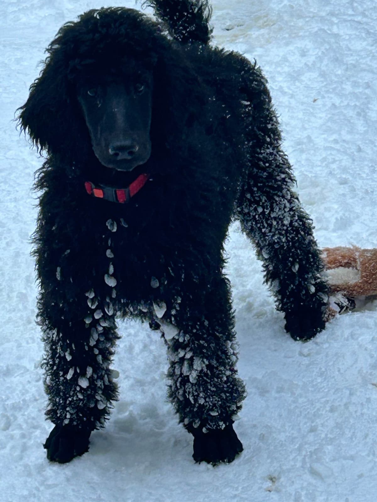 Poodle Puppies breeder image 24