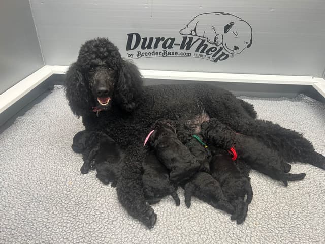 Poodle Puppies media 2