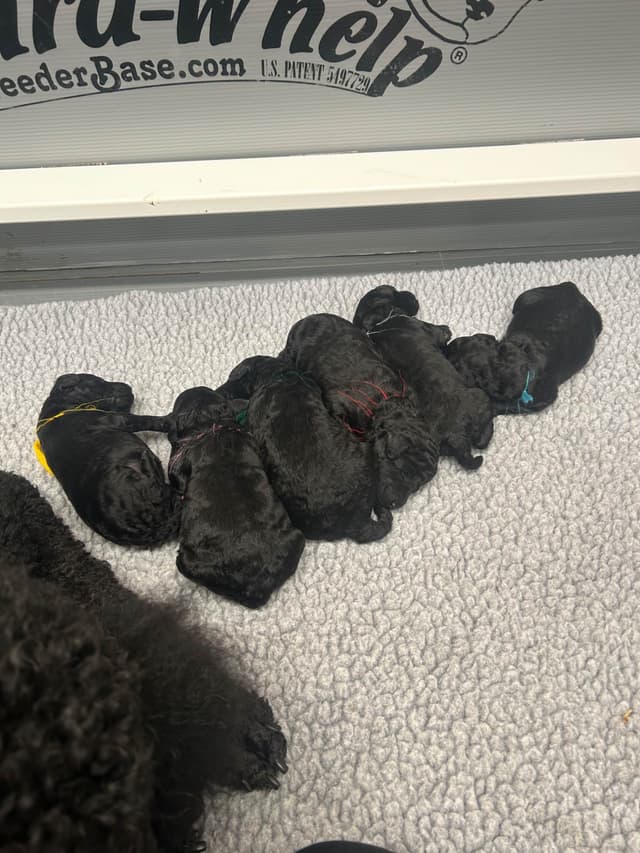 Poodle Puppies media 3