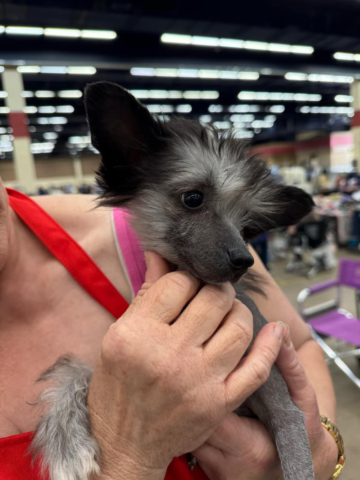 Chinese Crested Puppies breeder image 1