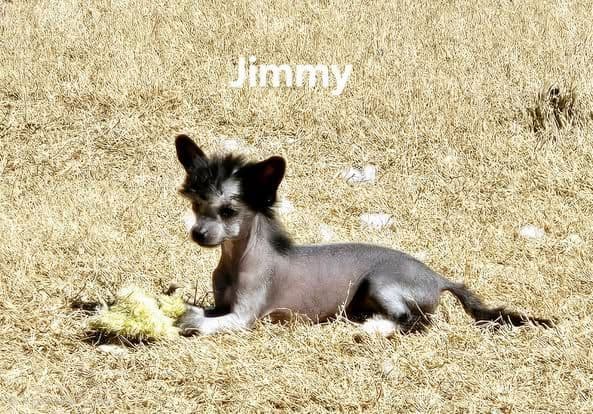Chinese Crested Puppies breeder image 2