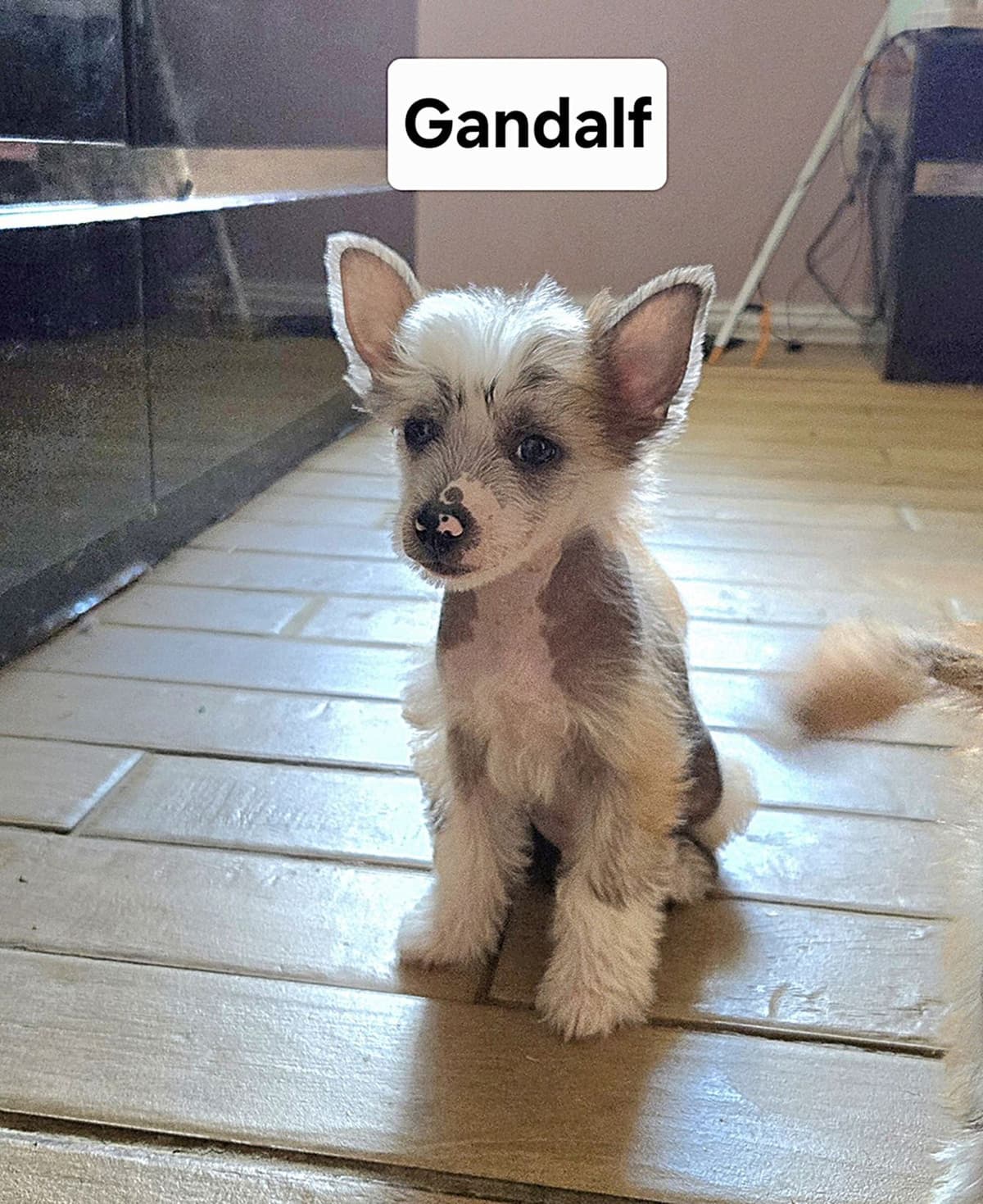 Chinese Crested Puppies breeder image 4