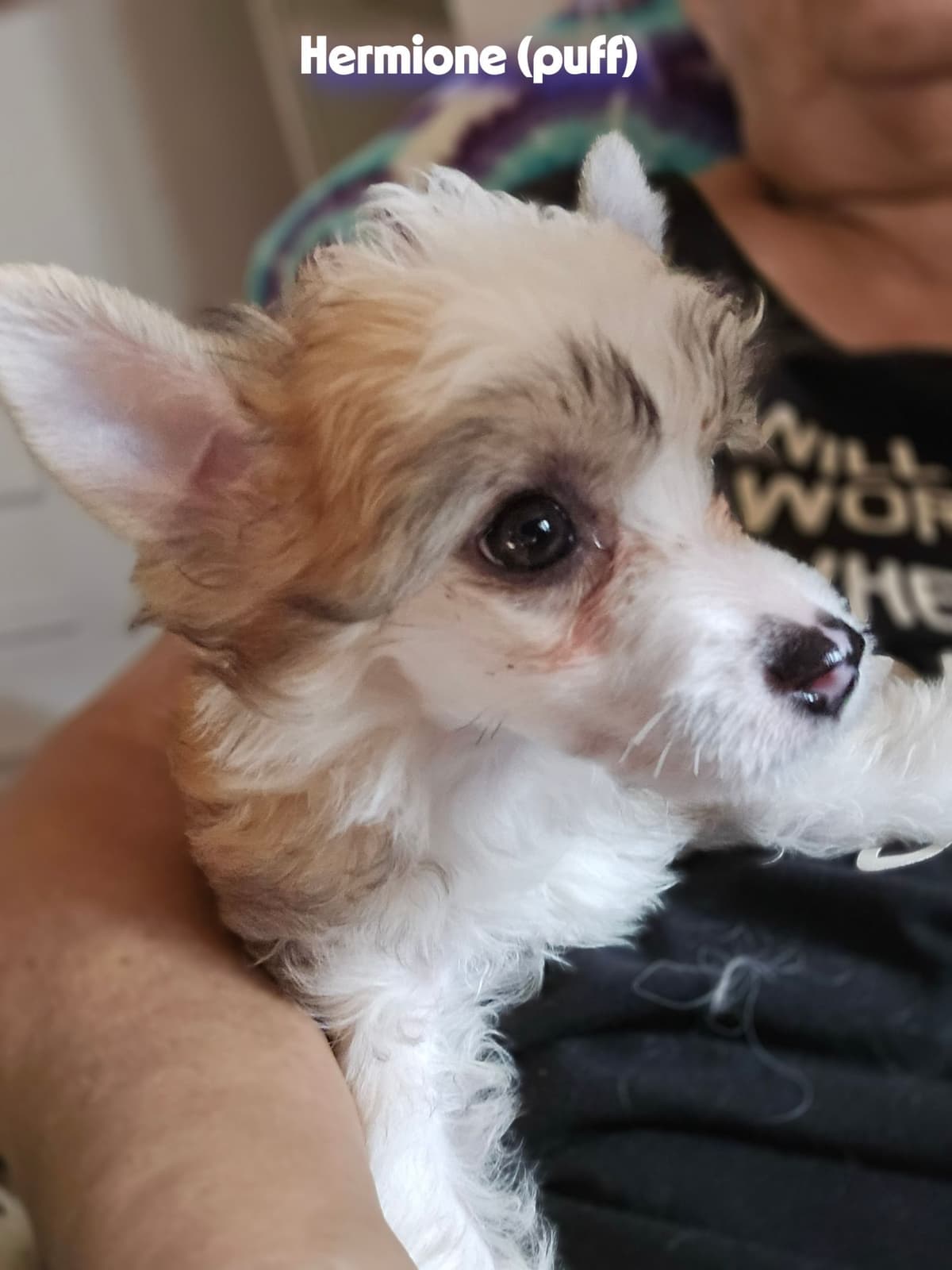 Chinese Crested Puppies breeder image 5