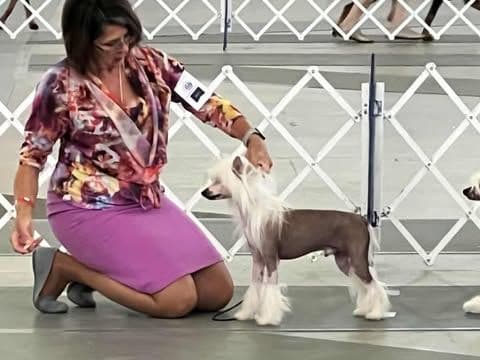 Chinese Crested Puppies breeder image 9