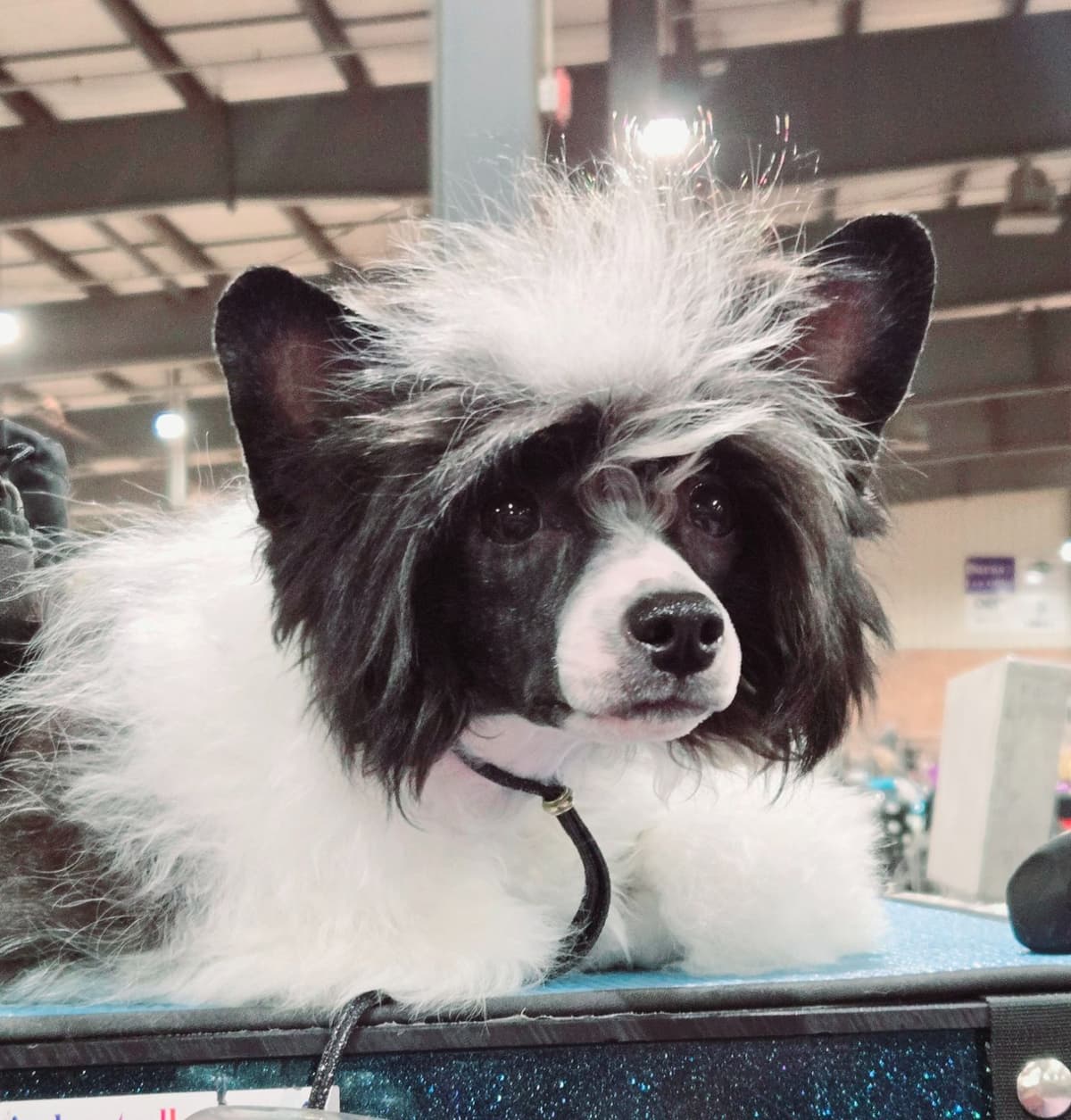 Chinese Crested Puppies breeder image 12