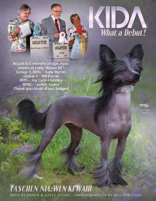 Chinese Crested Puppies breeder image 15