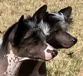 Chinese Crested Puppies breeder image 17