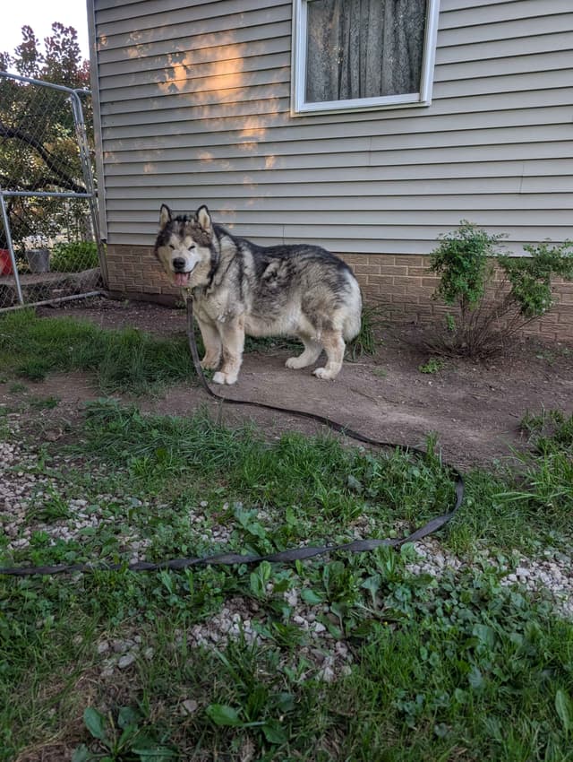 Northern Lites Malamutes media 5