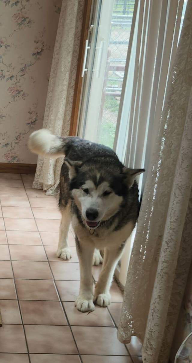 Northern Lites Malamutes media 4