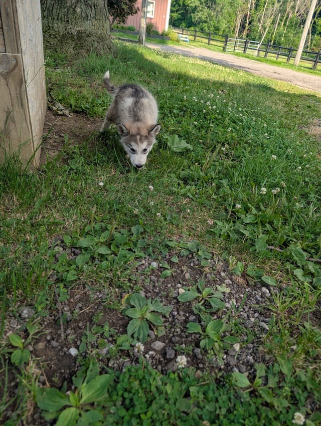 Northern Lites Malamutes media 2