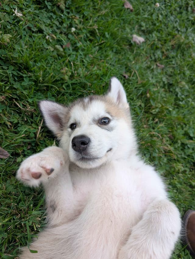 Northern Lites Malamutes media 3