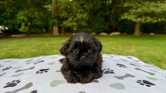 Stunning Shih Tzu Puppies in RI media 3