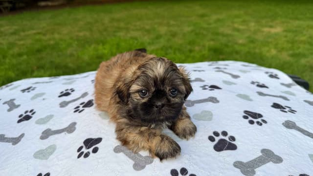 Stunning Shih Tzu Puppies in RI media 11
