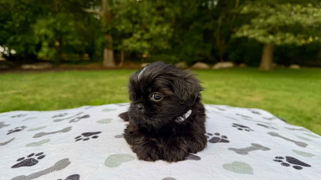 Stunning Shih Tzu Puppies in RI media 4