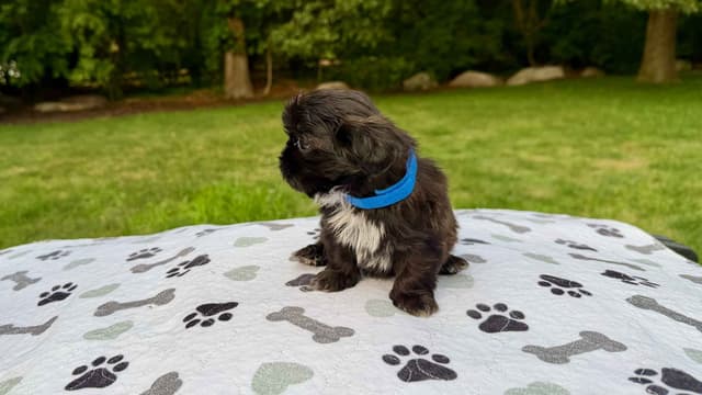 Stunning Shih Tzu Puppies in RI media 2