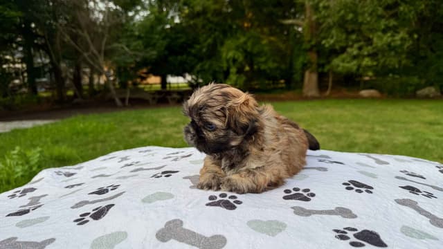 Stunning Shih Tzu Puppies in RI media 12