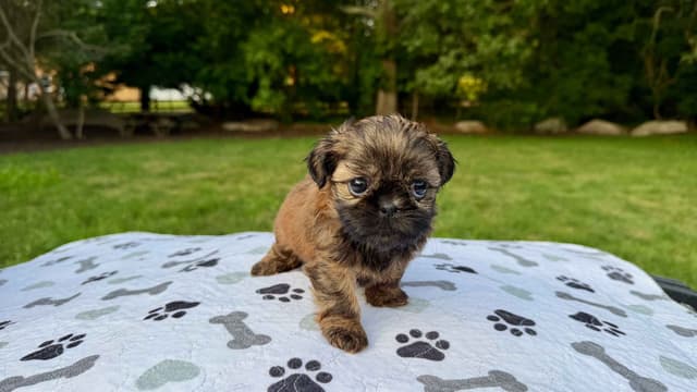 Stunning Shih Tzu Puppies in RI media 7