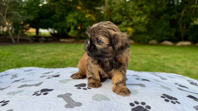 Stunning Shih Tzu Puppies in RI media 8