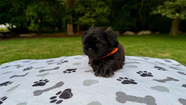 Stunning Shih Tzu Puppies in RI media 10