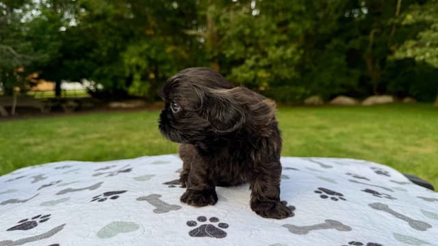 Stunning Shih Tzu Puppies in RI media 6