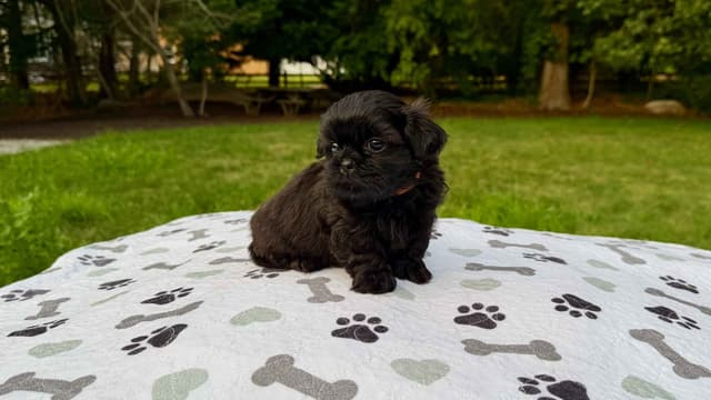 Stunning Shih Tzu Puppies in RI media 14