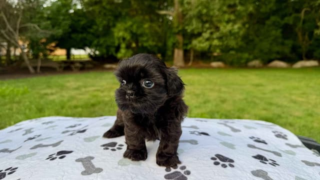 Stunning Shih Tzu Puppies in RI media 5