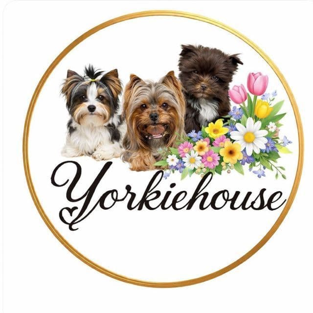 Yorkshire Terrier Puppies breeder image 1