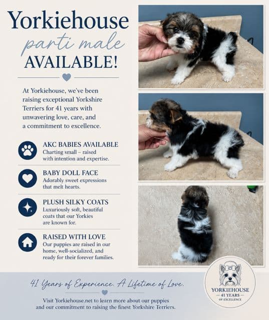 Yorkshire Terrier Puppies media 2