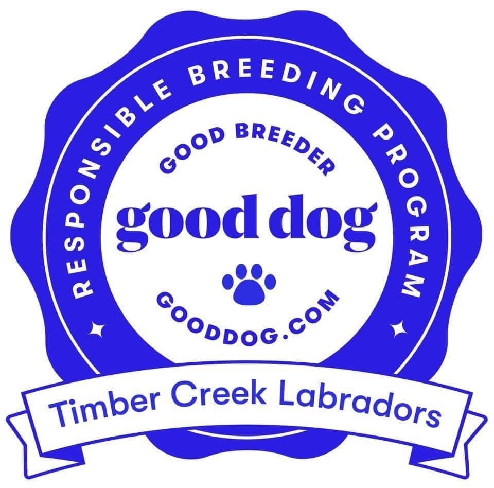 Labrador Retriever Puppies breeder image 3