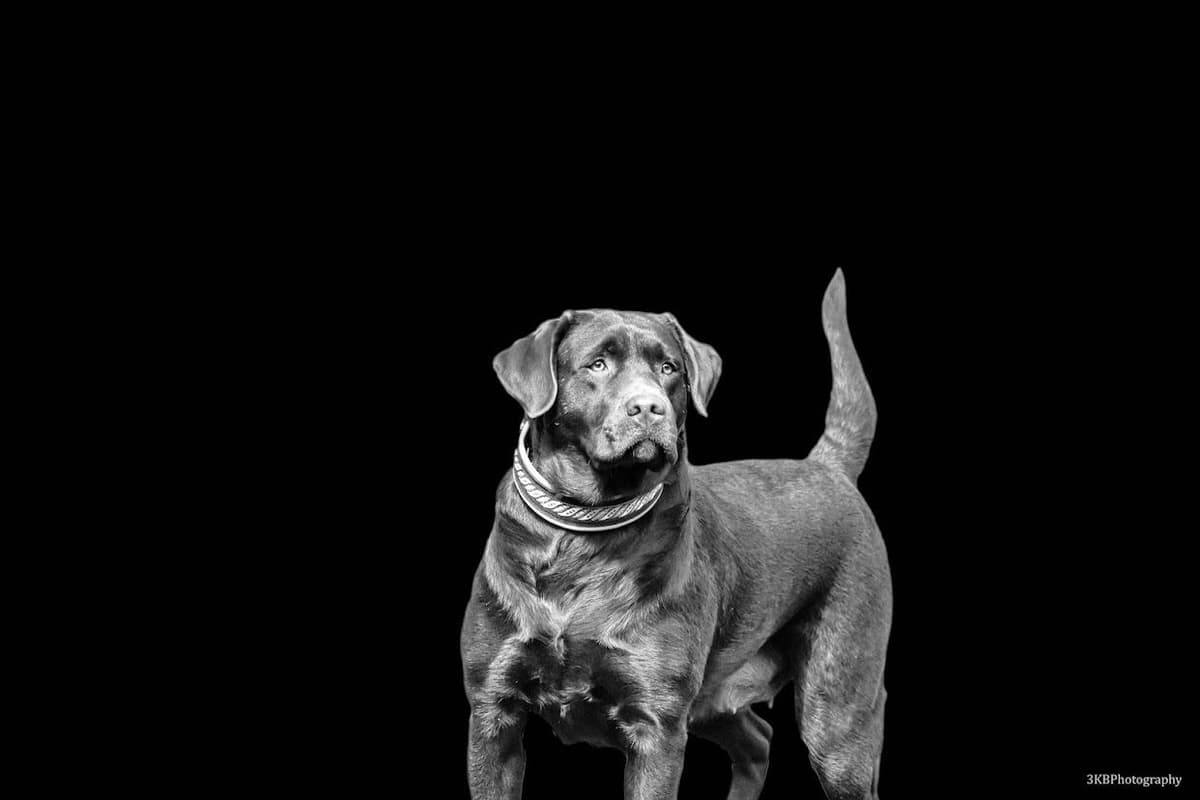 Labrador Retriever Puppies breeder image 4