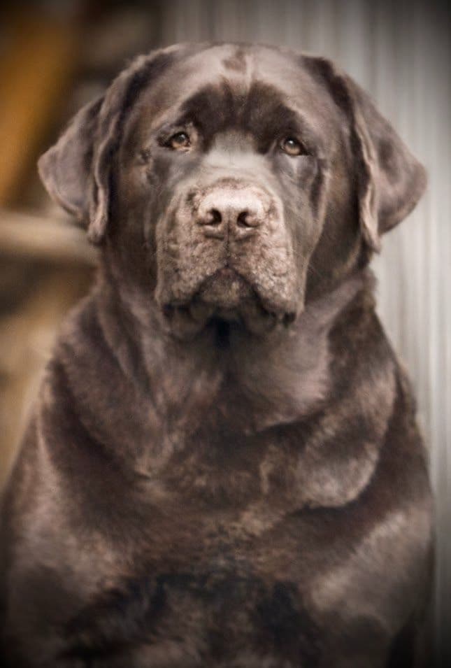 Labrador Retriever Puppies breeder image 7