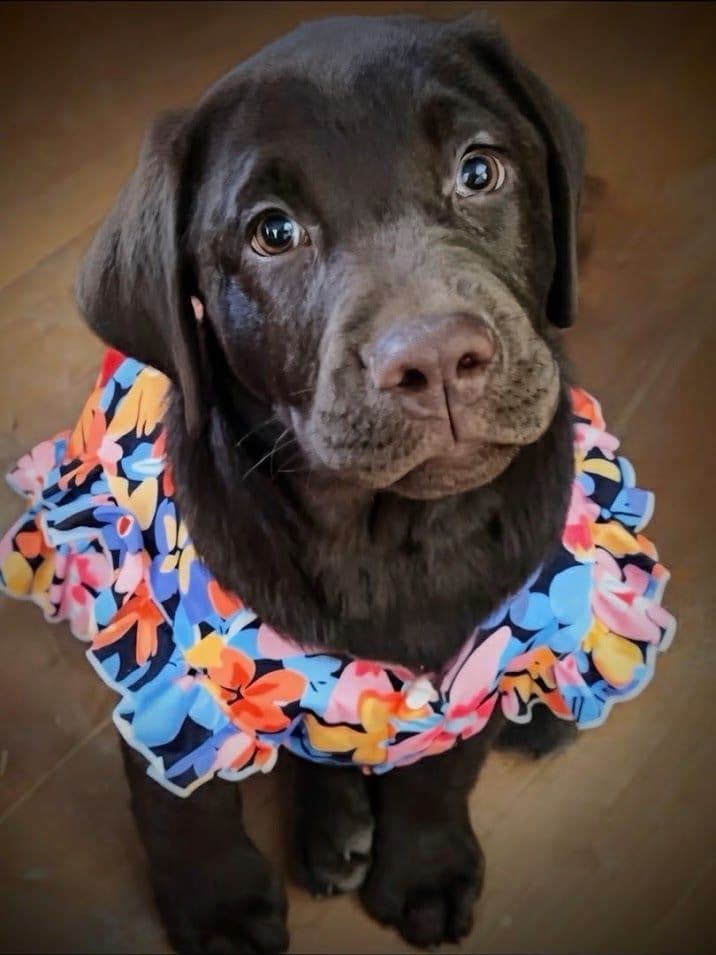 Labrador Retriever Puppies breeder image 8