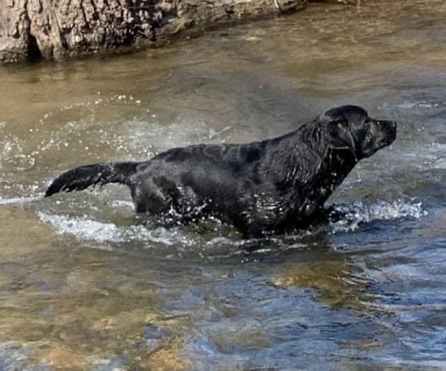 Labrador Retriever Puppies media 3