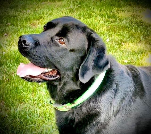 Labrador Retriever Puppies media 4