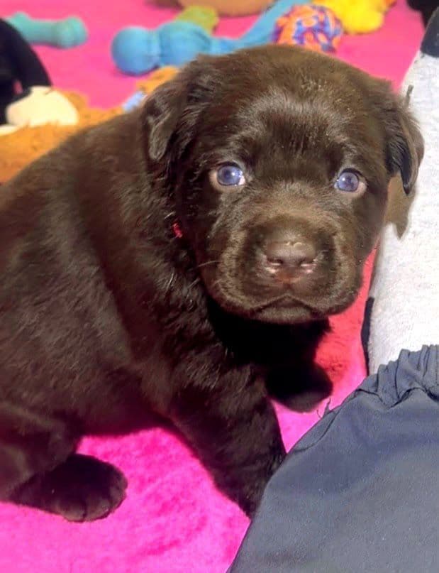 Labrador Retriever Puppies media 5
